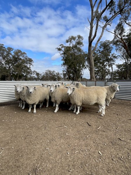 15 x Chromedale Rams
