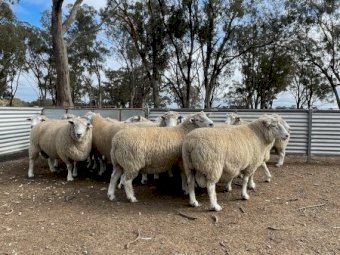 15 x Chromedale Rams