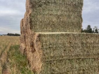 1000+ Tonne of 1st Cut Lucerne Hay