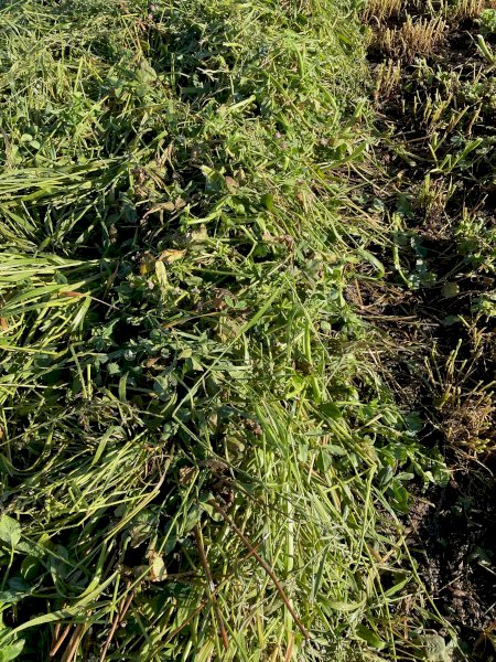 Pasture Hay