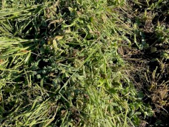Pasture Hay