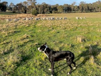 Border Collie dog