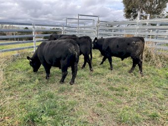 Angus Bulls x 5