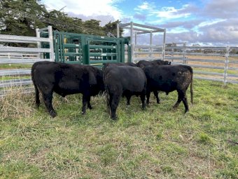 Angus Bulls x 5