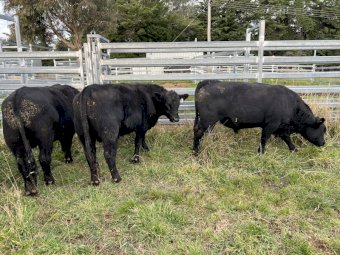 Angus Bulls x 5