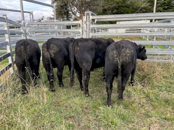 Angus Bulls x 5