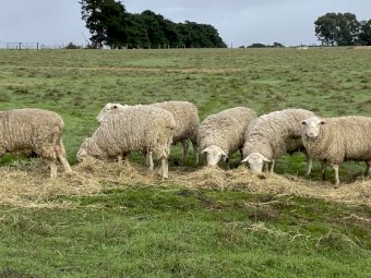 White Suffolk Rams