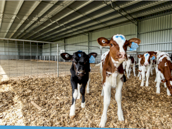 Action Steel Calf Shed