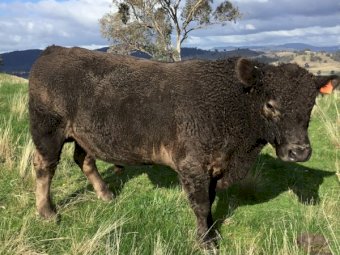 30 month Old Murray Grey Bull