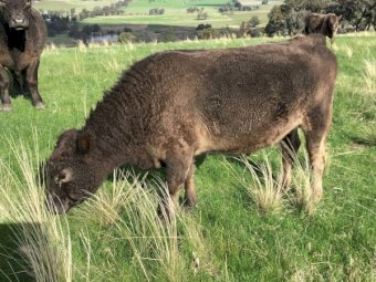 24 month old miniature Murry Grey Bull