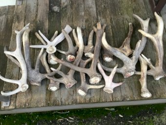 Red Deer Cast Antlers