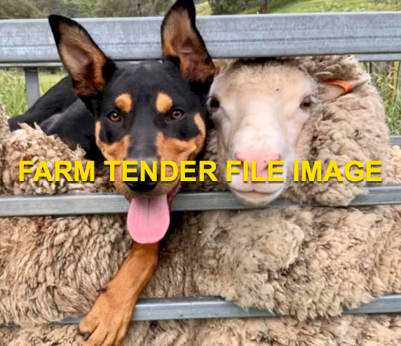 WANTED Kelpie All rounder