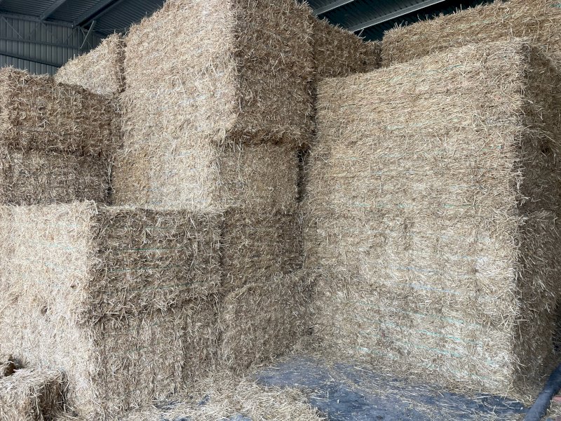 Wheaten Straw Small Squares
