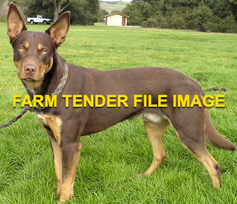 WANTED Lead Dog