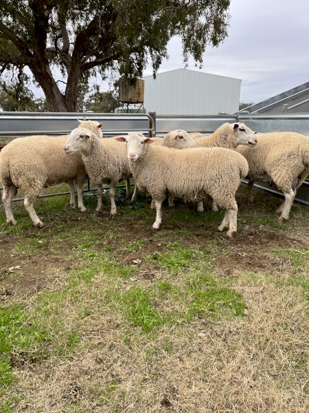 White Suffolk Rams