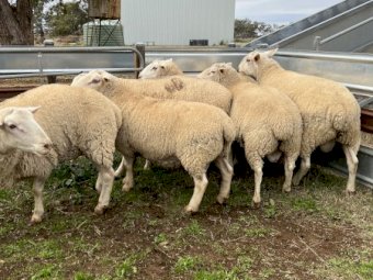 White Suffolk Rams