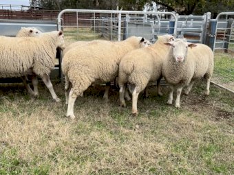 White Suffolk Rams