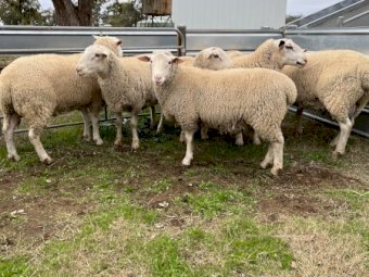 White Suffolk Rams