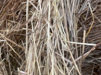 Rye Grass 5x4 Round Bales