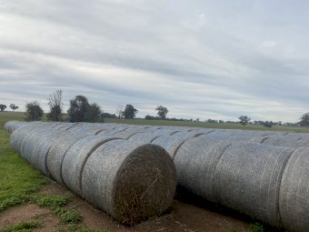 Rye Grass 5x4 Round Bales