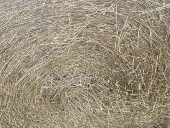 Rye Grass 5x4 Round Bales