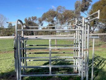 Cattle Crush