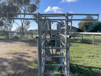 Cattle Crush