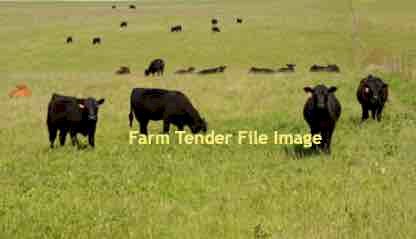 WANTED Agistment for Cattle