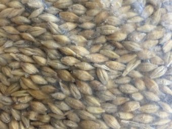 190mt F1 Barley