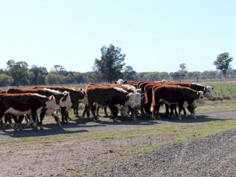 24 X Poll Hereford Steers