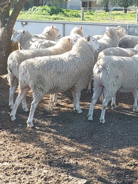 2021 Pure Bred Border Leicester Flock Rams