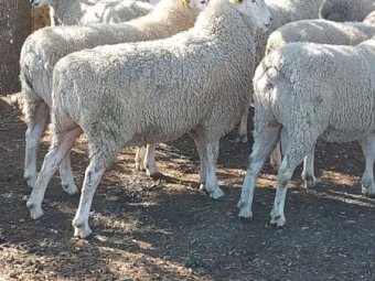 2021 Pure Bred Border Leicester Flock Rams