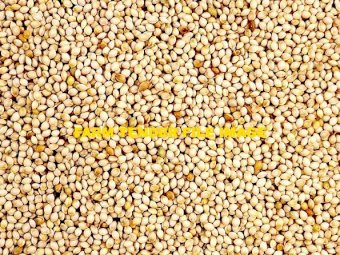 20 tonne Shirohie Millet