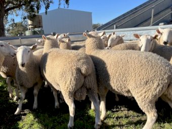 July / August 2021 drop Border Leicester Rams.