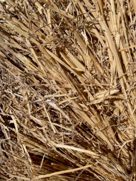 Barley Straw