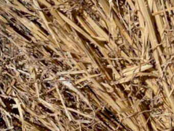 Barley Straw