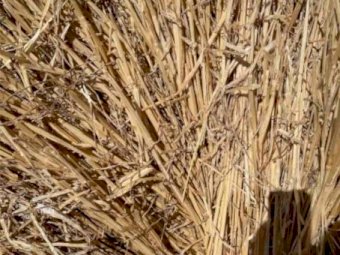 Barley Straw