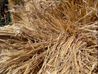 Barley Straw
