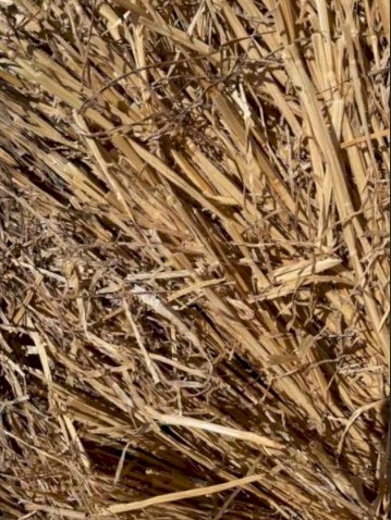 10,000 Bales Barley Straw