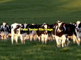 WANTED Dairy Lease Farm