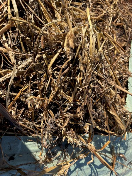Wheaten/ Shaftal Clover Silage Rolls