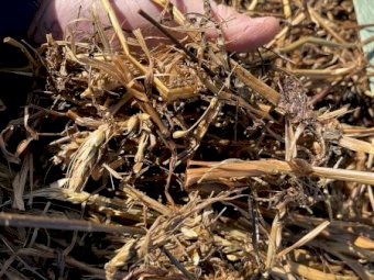 Wheaten/ Shaftal Clover Silage Rolls