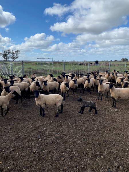 Suffolk Ewe Lambs