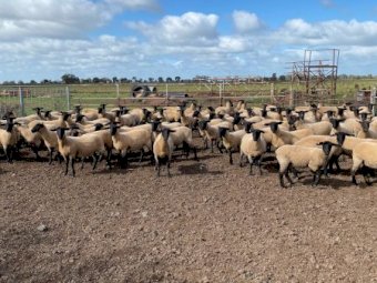 Suffolk Ewe Lambs