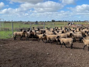 Suffolk Ewe Lambs