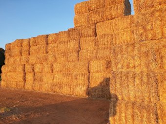 2022 Wheat straw header trailings