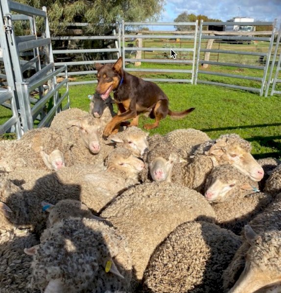 "Milo" Red and Tan Kelpie