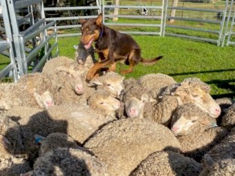 "Milo" Red and Tan Kelpie