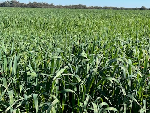 NOP Certified  Organic Oaten Vetch Mix