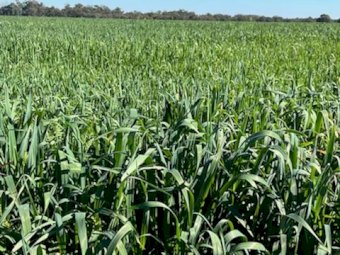 NOP Certified  Organic Oaten Vetch Mix